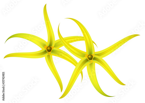 Tropical flower - ylang-ylang (Cananga). Vector illustration.