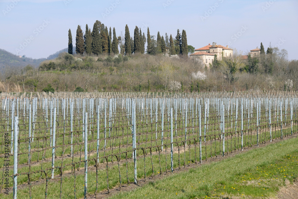 Italy: Young moscato vineyards in Veneto region Italy: Young moscato vineyards in Veneto region