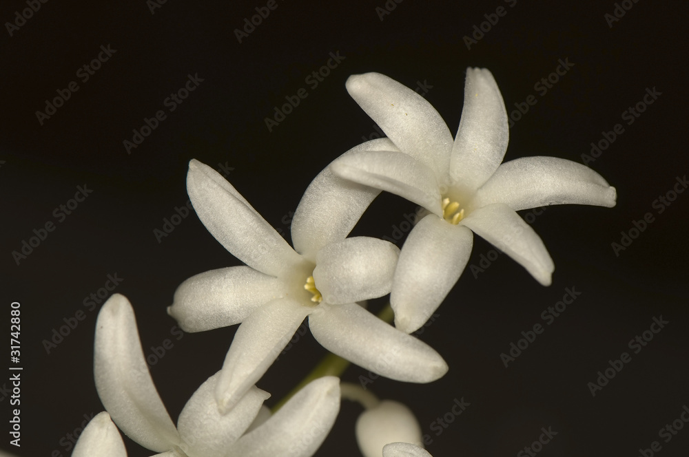 Hyacinthus Hyacinthus
