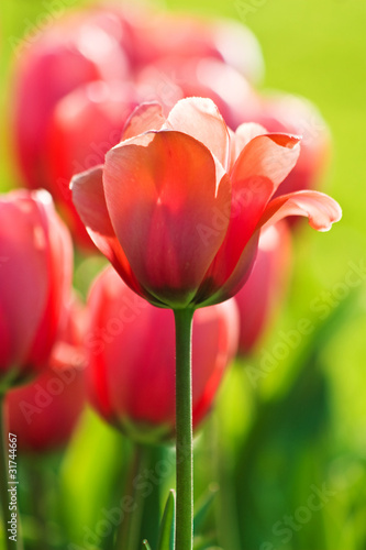 rosafarbene Tulpen