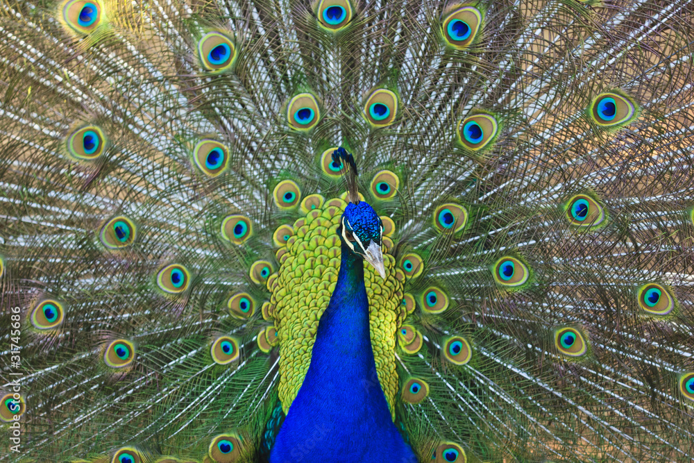 Fototapeta premium paon