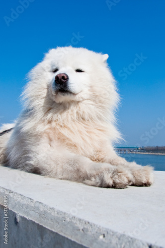 Samoyed, american eskimo dog photo