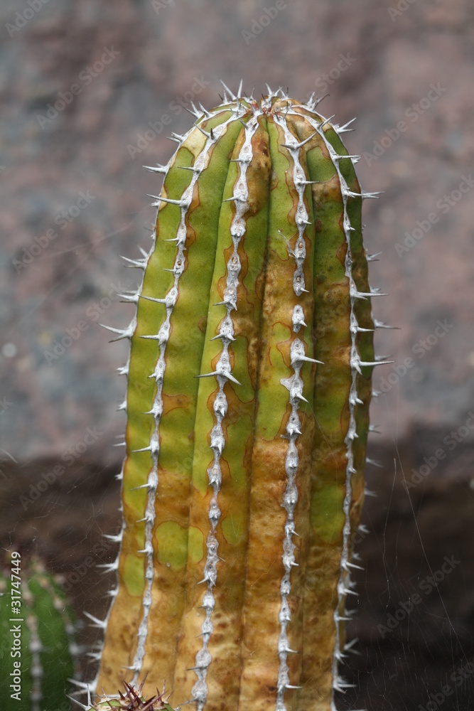 Naklejka premium Wolfsmilchgewaechs euphorbia echinus