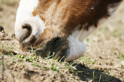 pferdemaul sucht gras photo