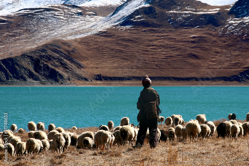 Fototapeta tibet shepherd