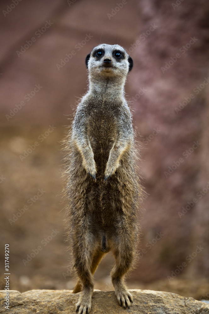 Fototapeta premium Meerkat 2