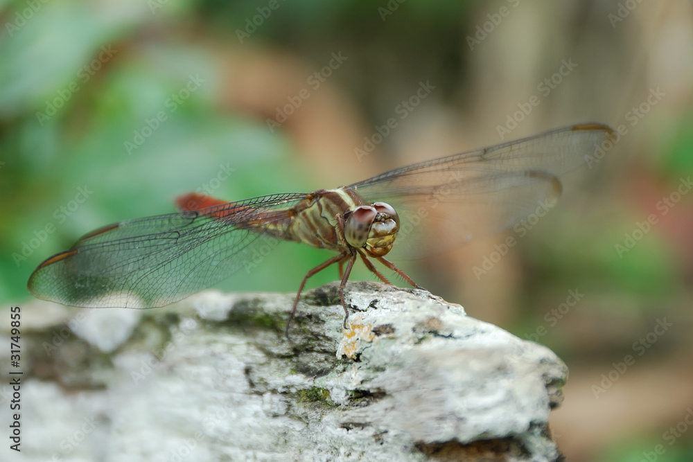 Libellula Libellula