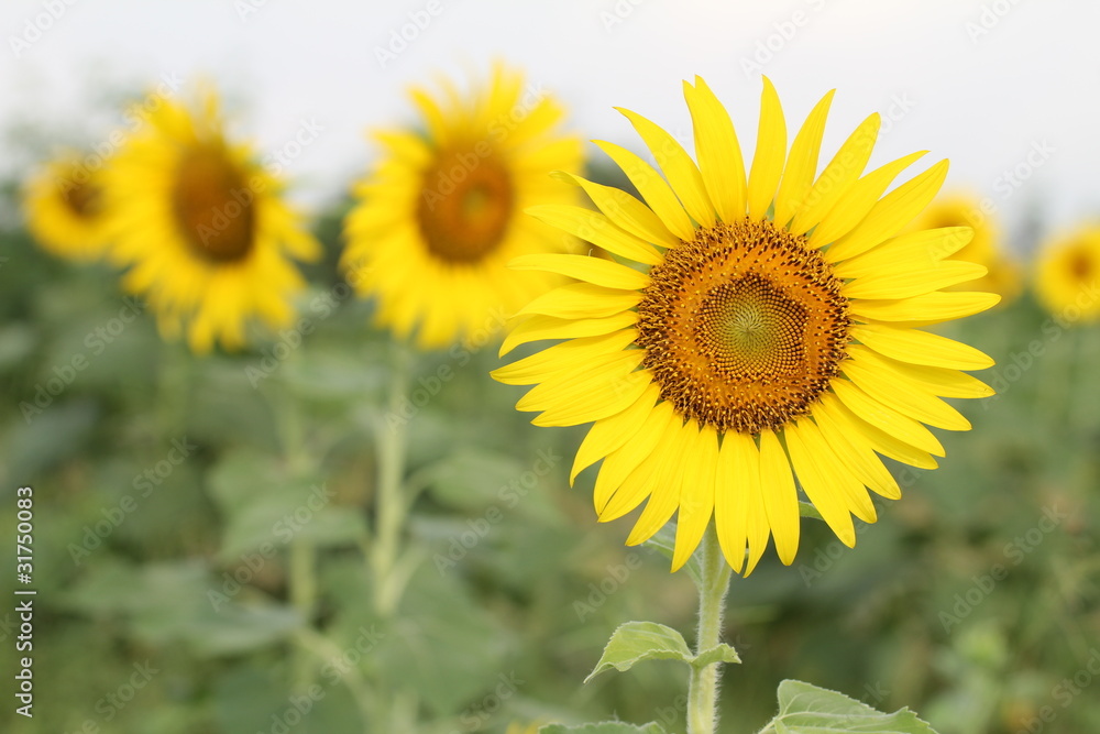 Beautiful sunflower