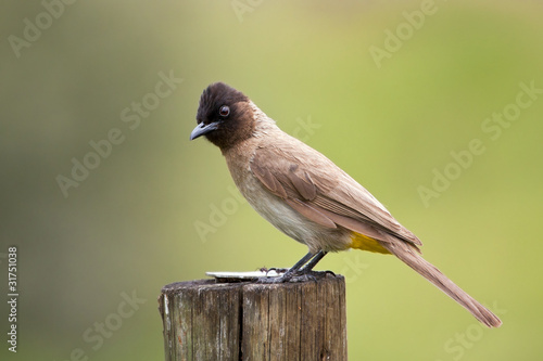 Tableau sur toile Black eyed bulbul sitting on a pole on green background
