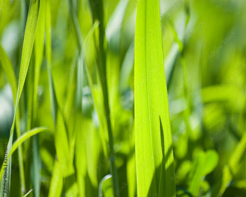 Obraz premium nature