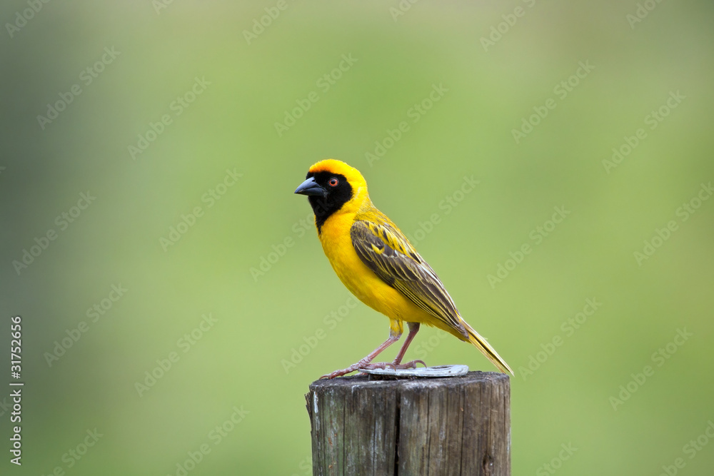 Fototapeta premium Southern Masked Weaver sitting on a pole in the sun