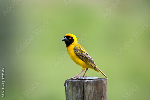 Southern Masked Weaver sitting on a pole in the sun