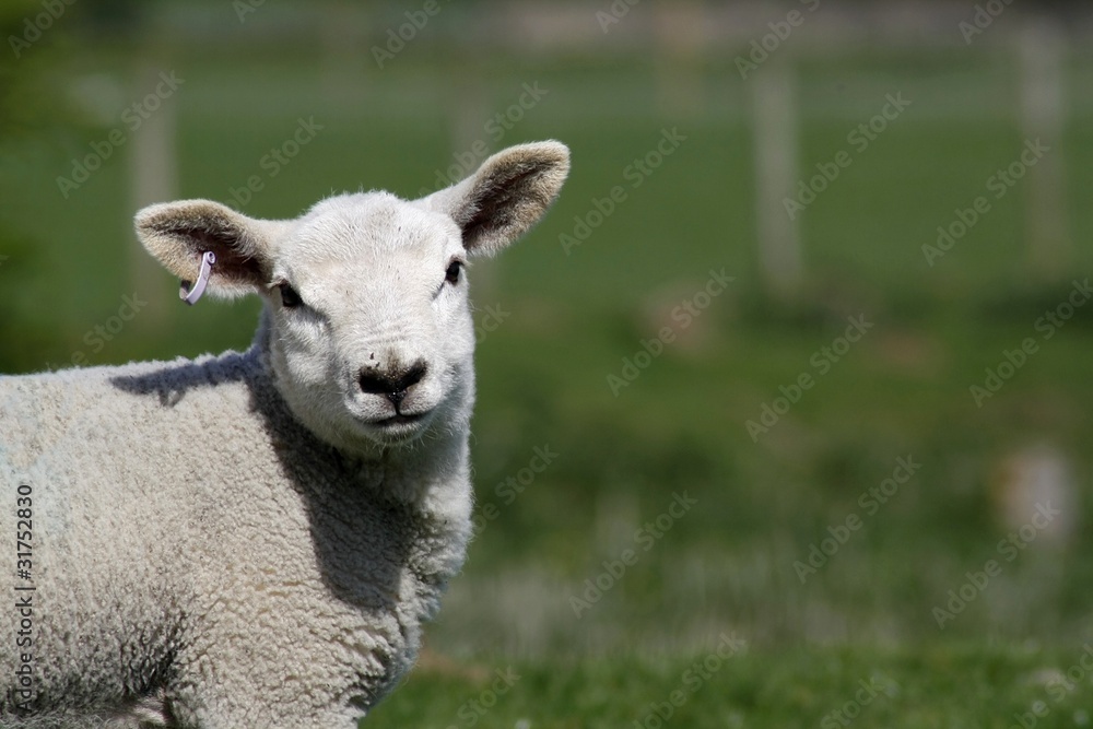 hello ewe hello ewe