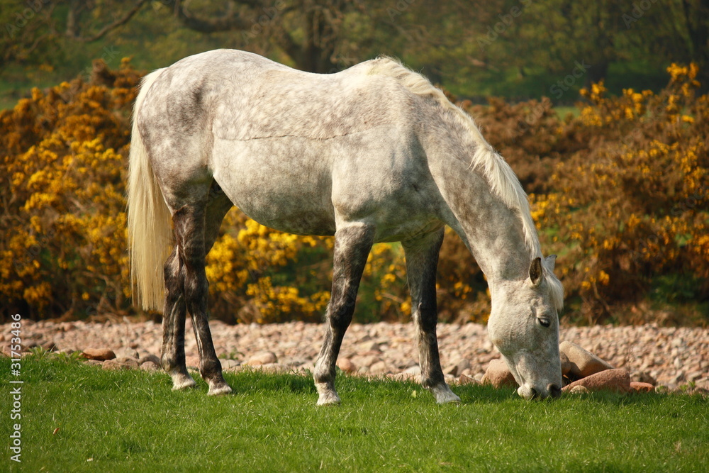 white spotted horse grazing on meadow white spotted horse grazing on meadow