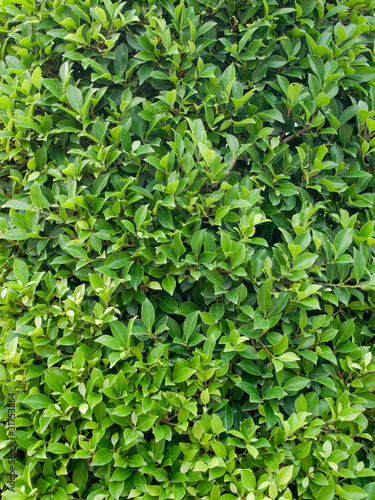 Wallpaper Mural Green leave wallpaper Torontodigital.ca