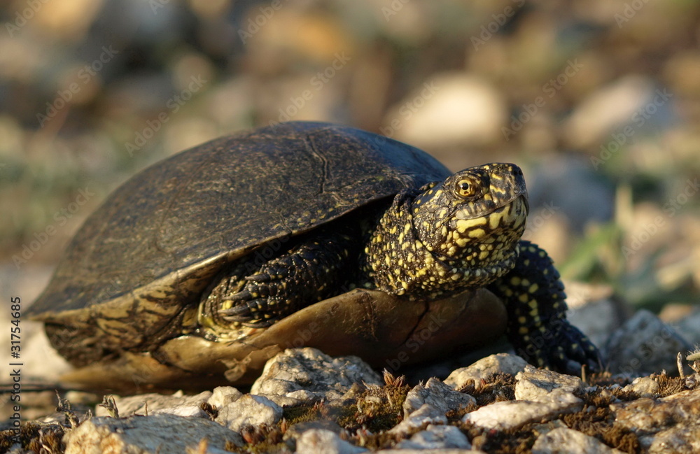 European Pond Terrapin (Emis orbicularis) European Pond Terrapin (Emis orbicularis)