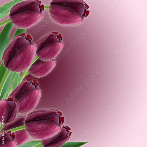 Photos Tulips Spring border design