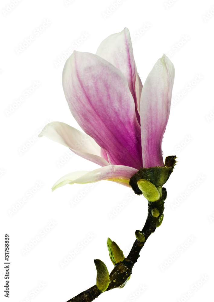Fototapeta premium Magnolia flower