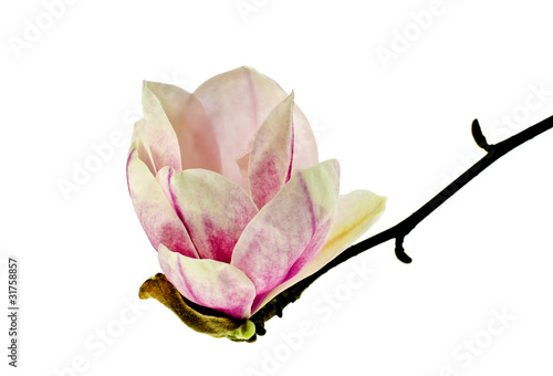 Magnolia flower