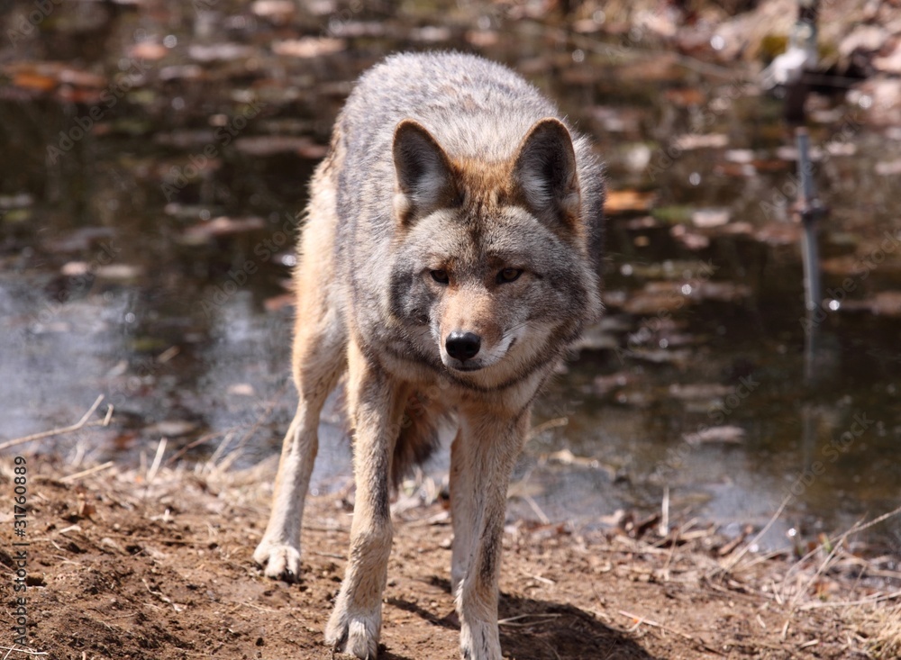 Fototapeta premium coyote sur la rive
