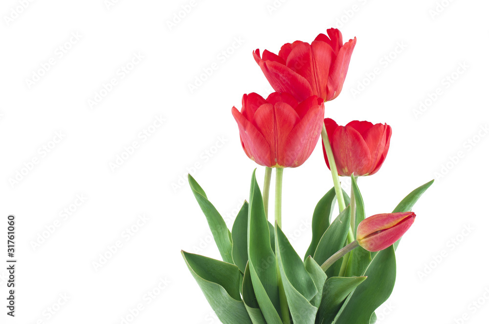 tulip tulip