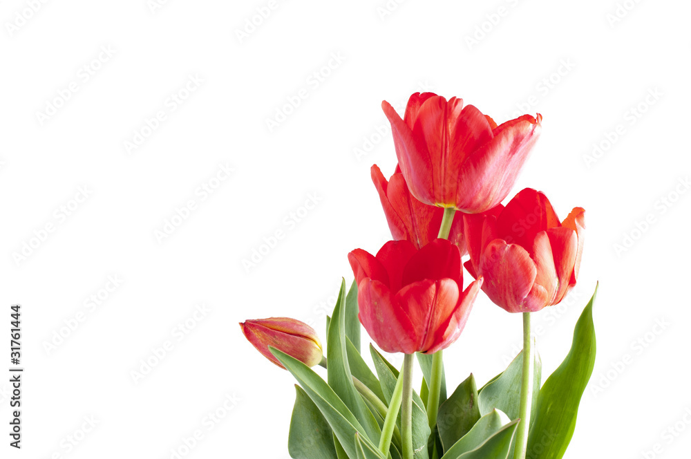 Fototapeta premium tulip