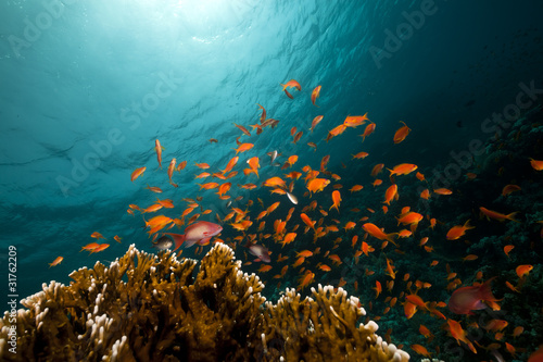 coral reef and fish in the Red Sea.