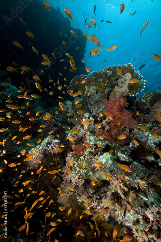 Anthias and coral reef in the Red Sea.