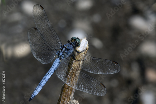 Wallpaper Mural Libellula su ramo Torontodigital.ca