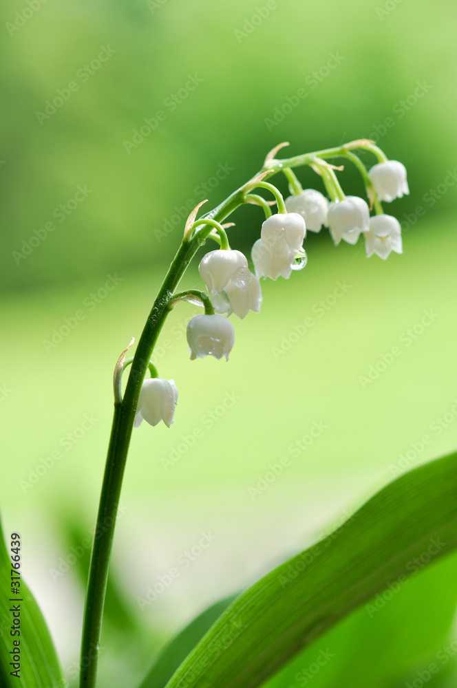 Maiglöckchen. Zarte Natur Maiglöckchen. Zarte Natur