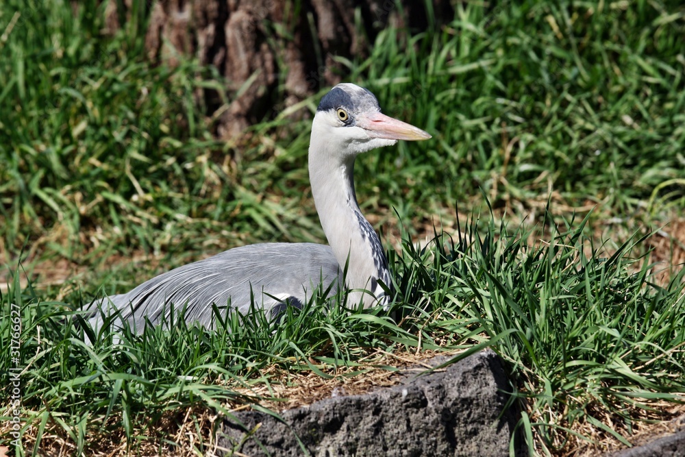 Naklejka premium Reiher auf dem Nest