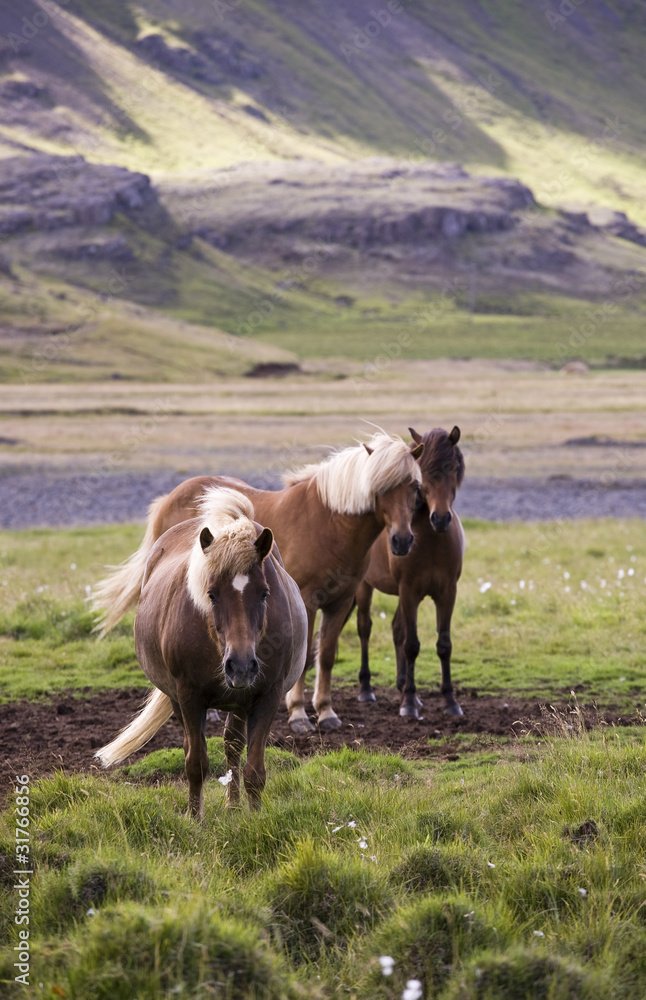 Iceland Ponies