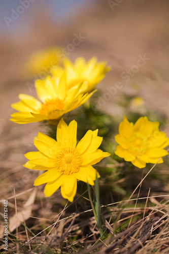 Plakat Adonis vernalis