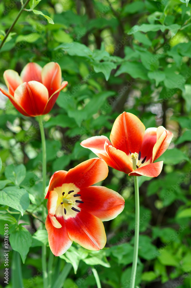 Rote tulpen