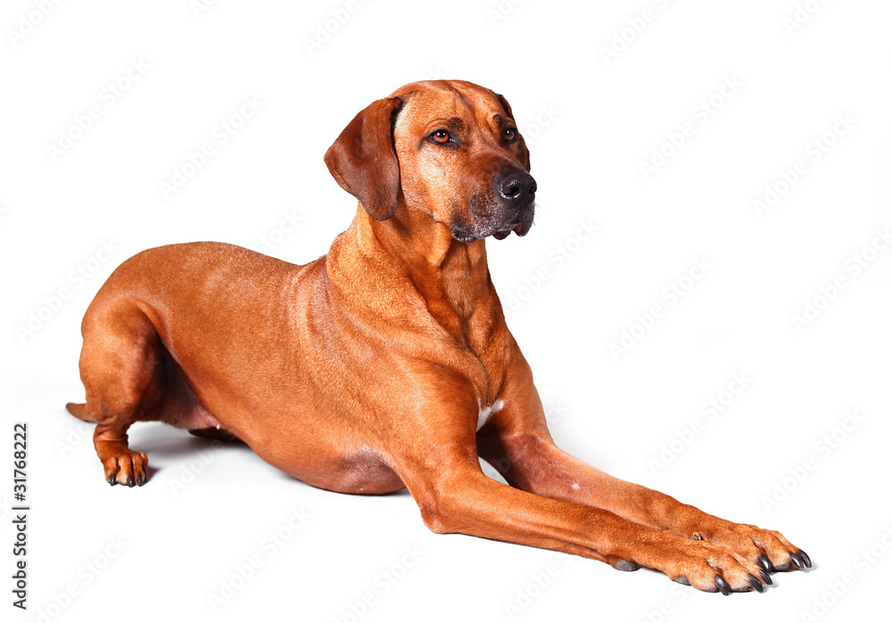 Rhodesian Ridgeback