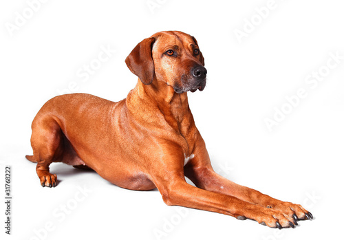 Rhodesian Ridgeback