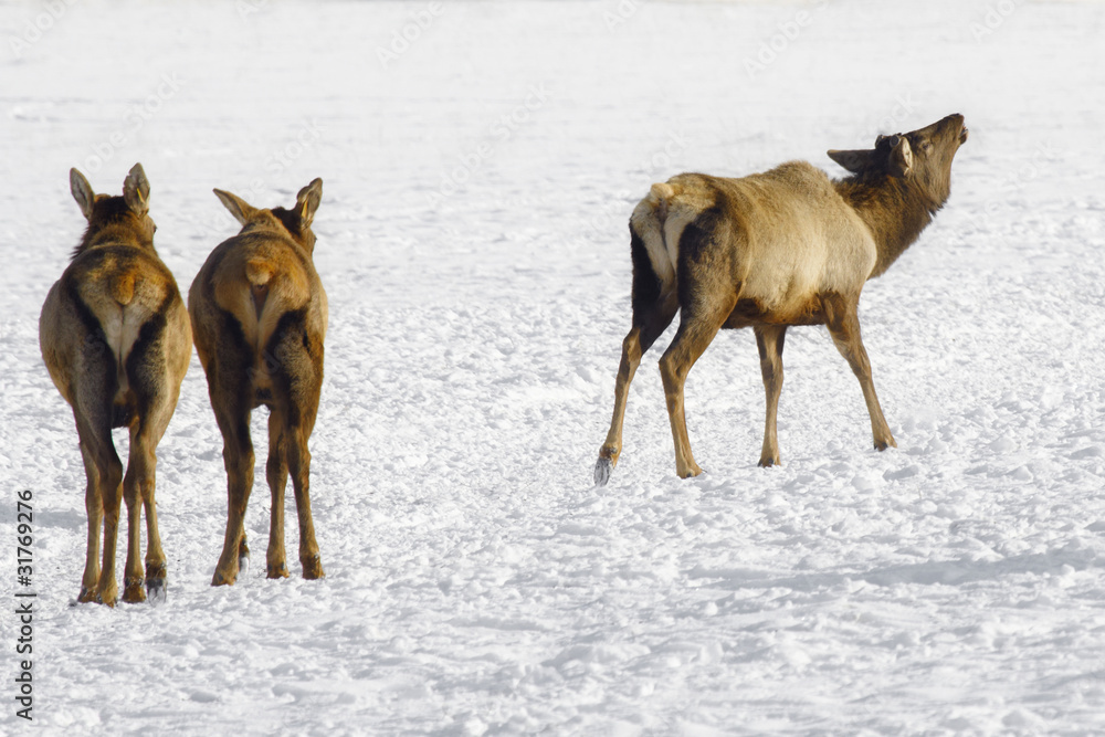 Naklejka premium Siberian deer
