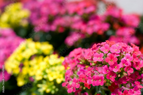 カランコエの花