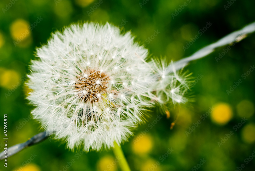 Fototapeta premium Duveteux