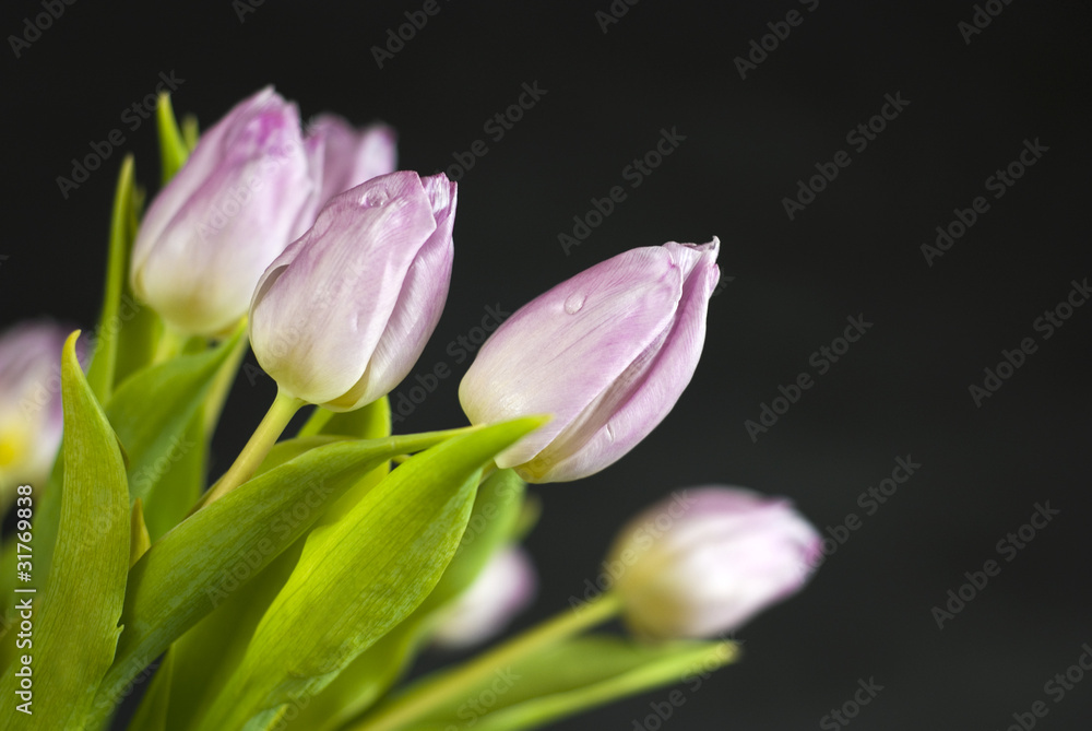 Bouquet of lilac tulips against a dark background Bouquet of lilac tulips against a dark background