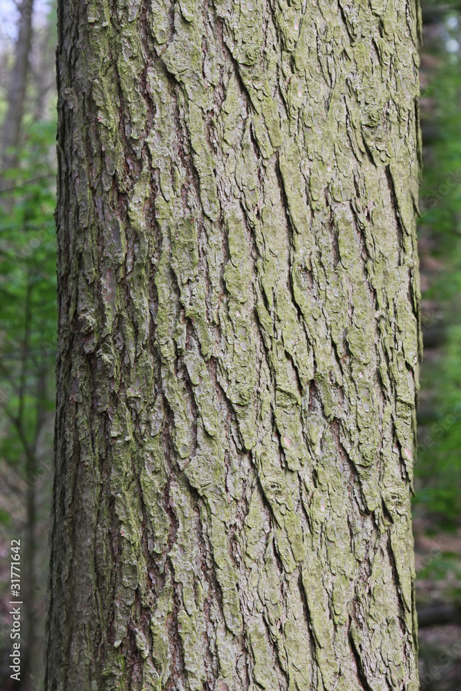 Tree Trunk standing in a old English Forest Tree Trunk standing in a old English Forest