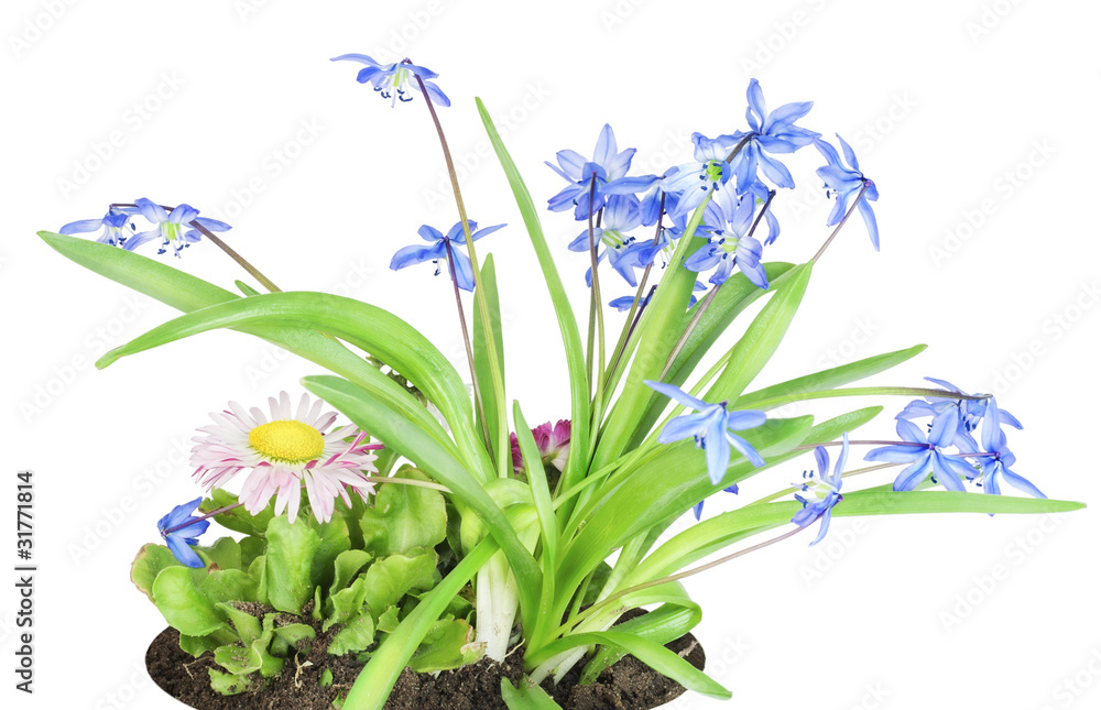Fototapeta premium Blue snowdrops and pink daisy on bed