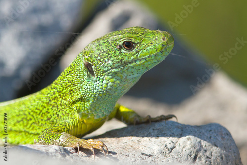 a male of green lizard resting on the rock   Lacerta viridis