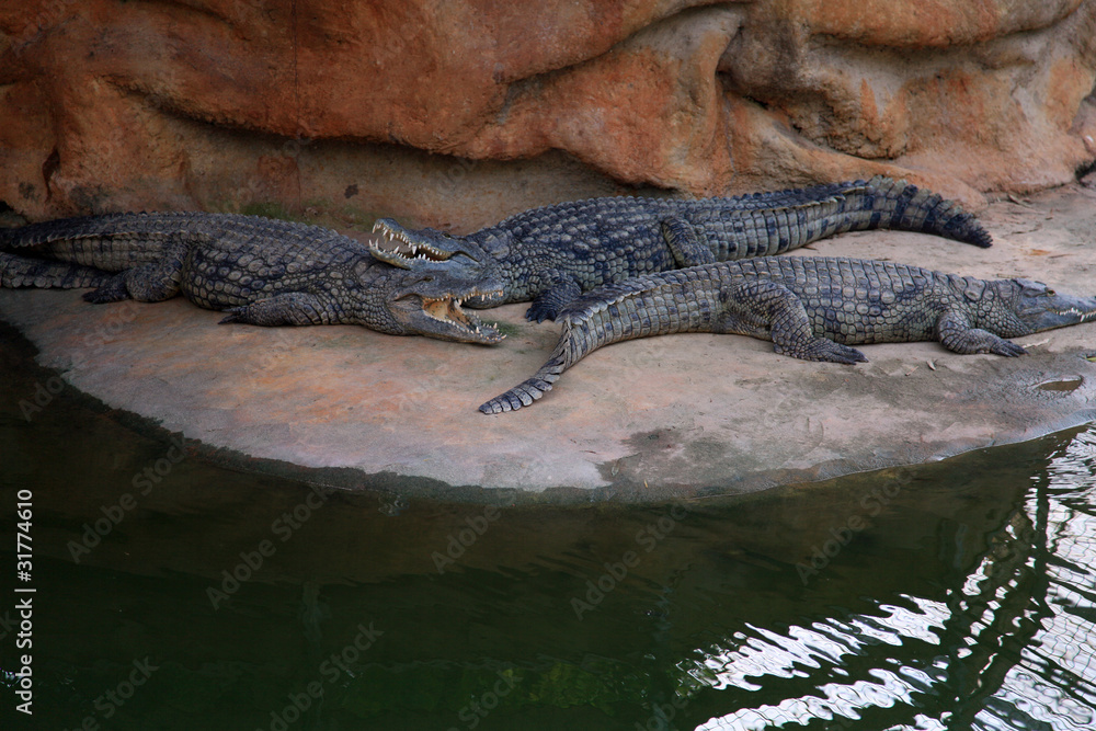 Crocodile Crocodile