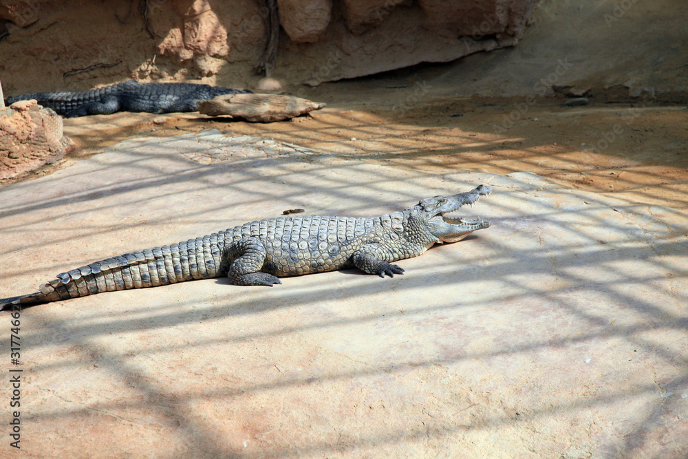 Crocodile Crocodile