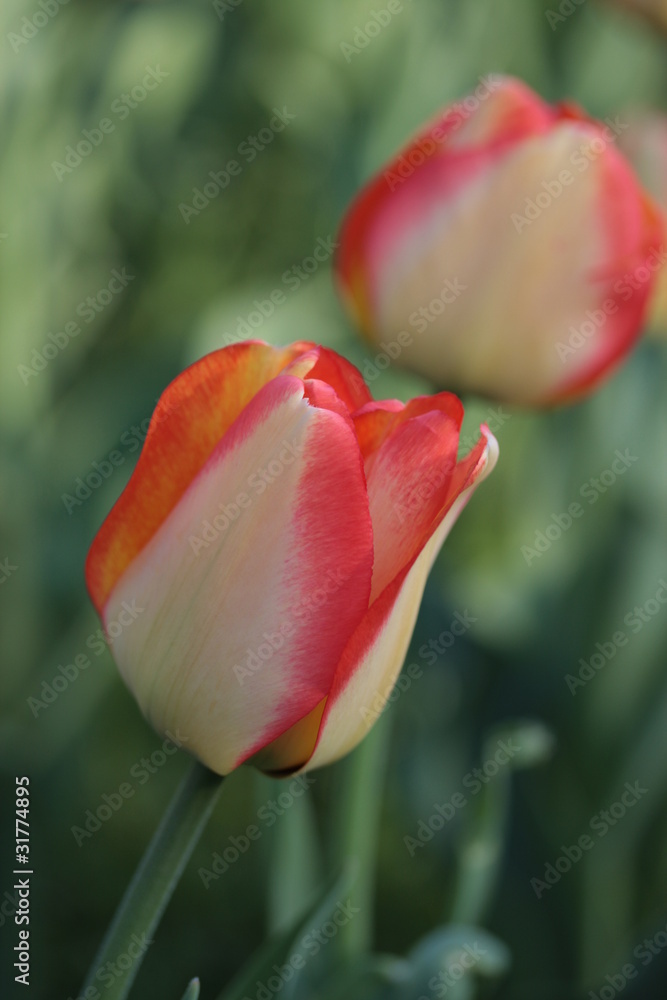 Naklejka premium blumenköpfe