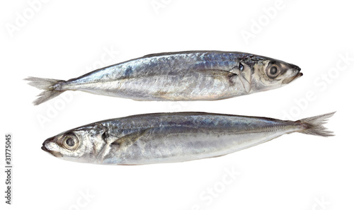 Decapterus Fish
