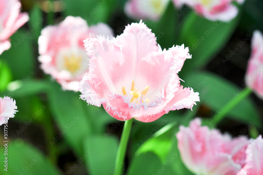 Fototapeta premium Rosa tulip
