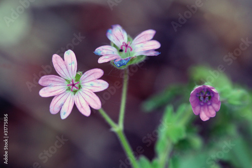 Flor de geranio de los caminos, geranium molle