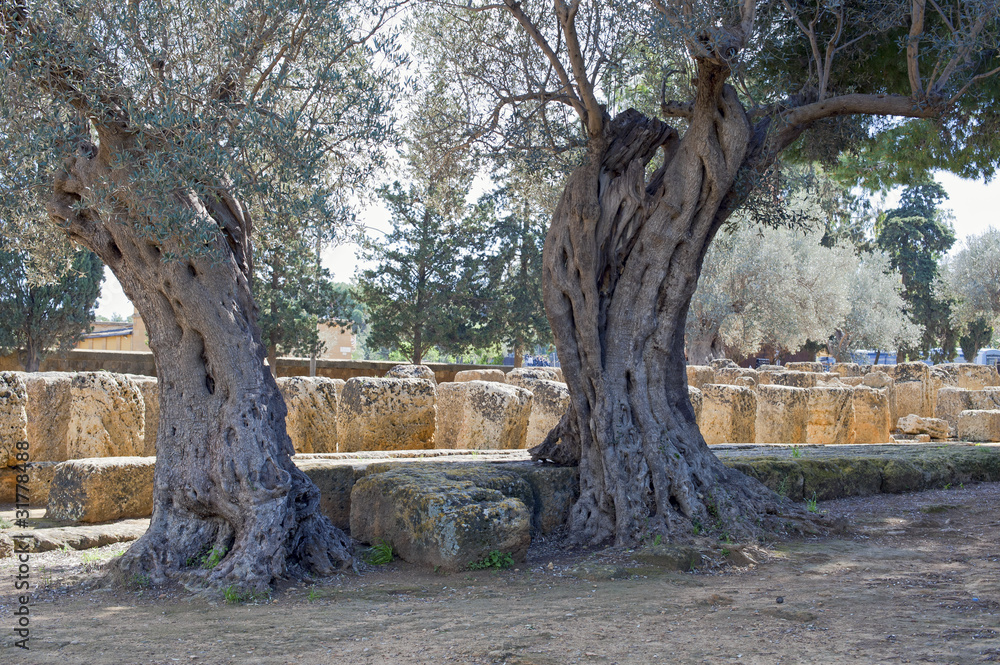 Old olive-trees in the Olympeion field,Velley of Temples,Sicily Old olive-trees in the Olympeion field,Velley of Temples,Sicily